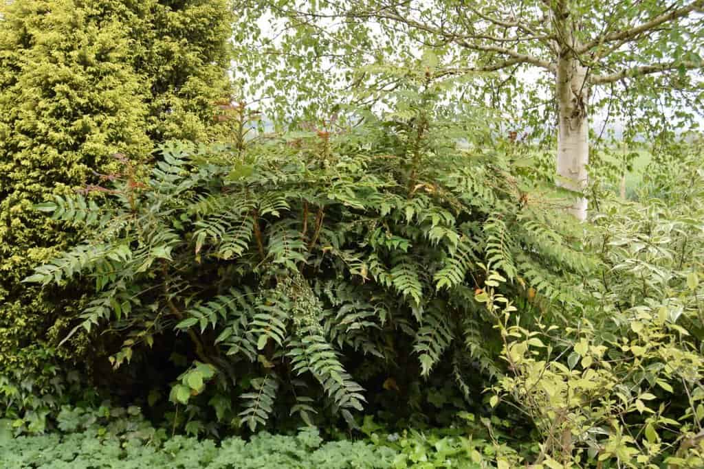 Mahonia x media 'Charity' 30-40 cm